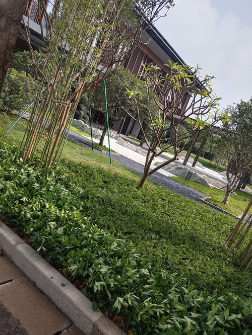 黄埔区知识城绿化工程设计改造,园林绿化公司打造中式园林风格
